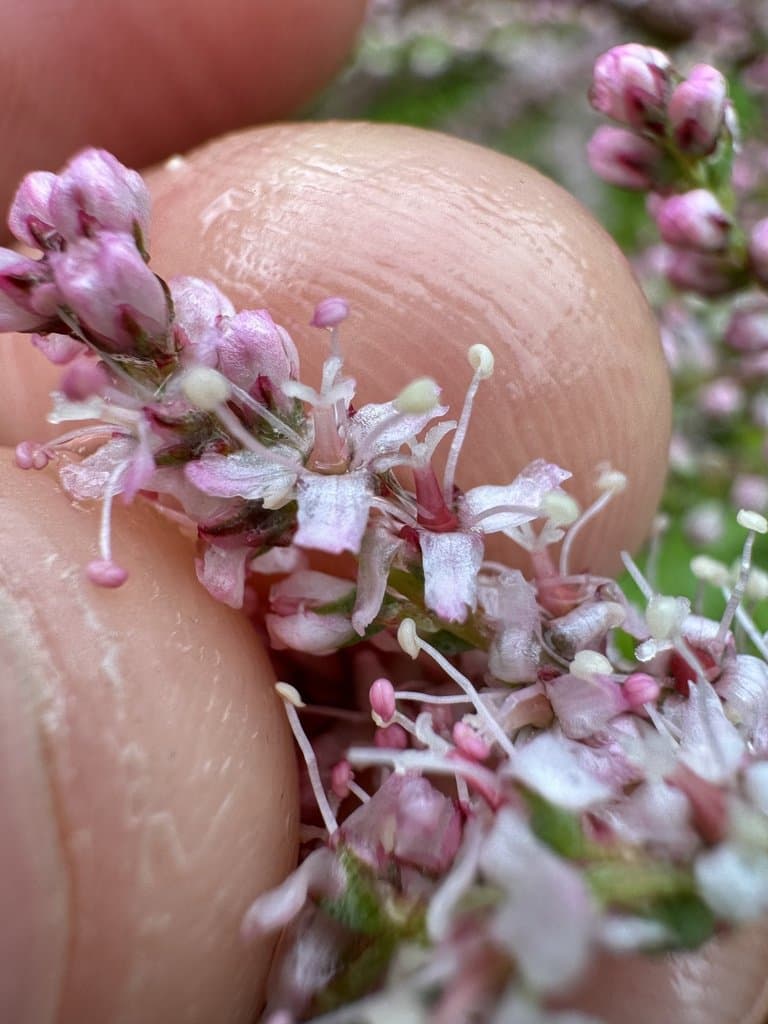 Tamarix parviflora DC.