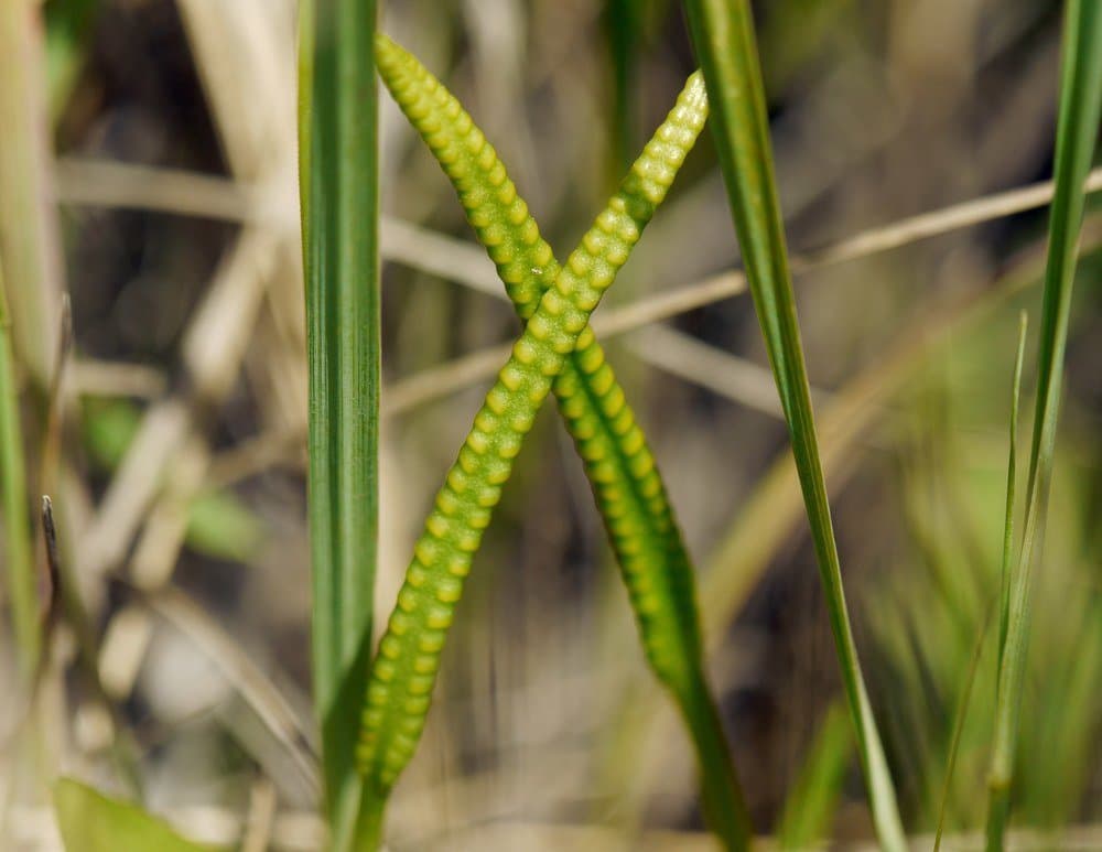 Ophioglossum vulgatum L.