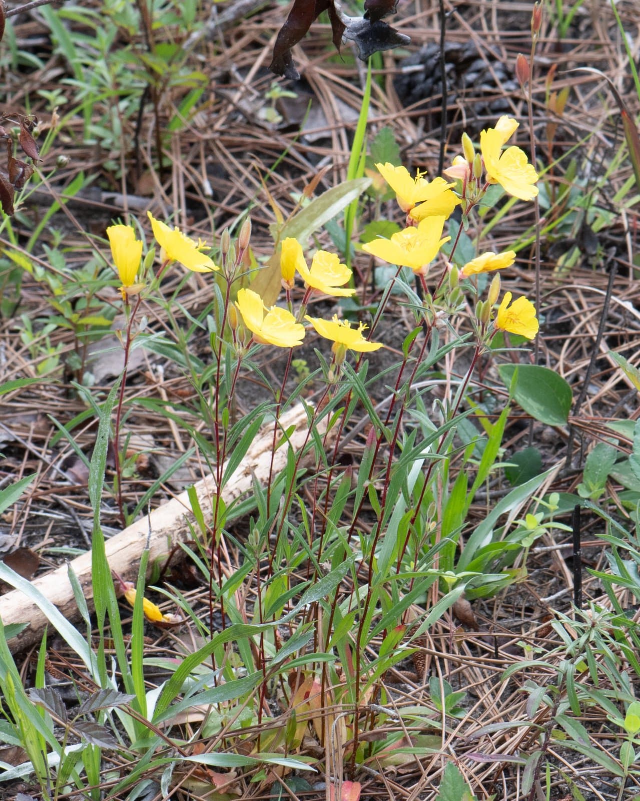 Oenothera fruticosa L.