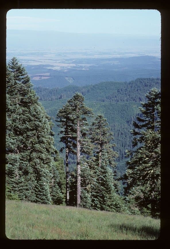 Abies procera Rehd.