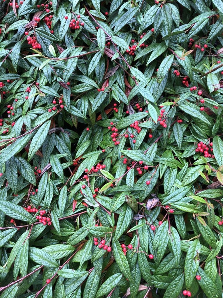 Cotoneaster salicifolius Franch.