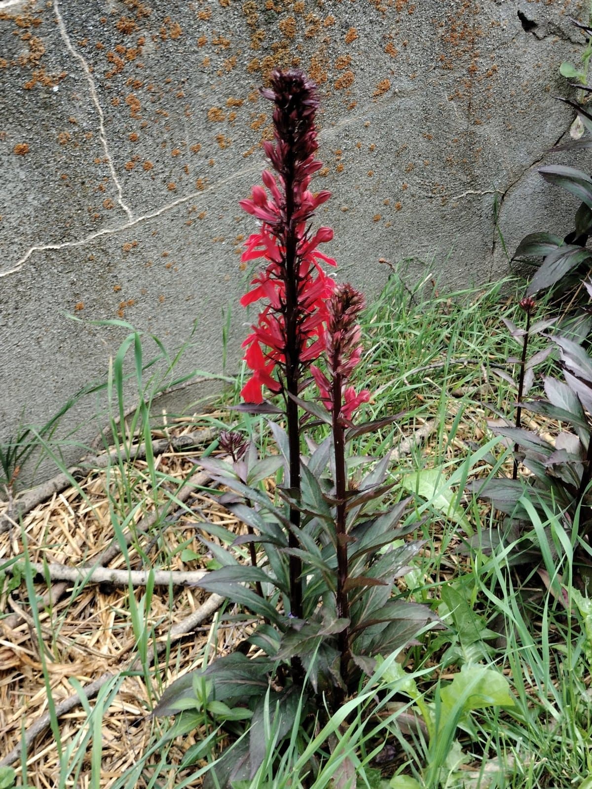 Lobelia ×speciosa Sweet