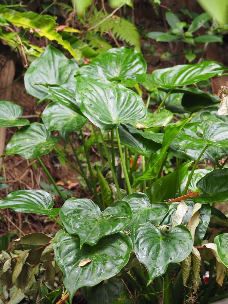 Alocasia cucullata (Lour.) G.Don