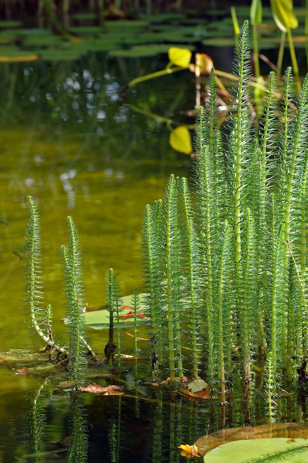 Hippuris vulgaris L.