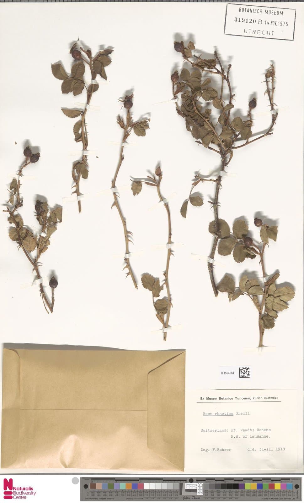 Rosa rhaetica Gremli