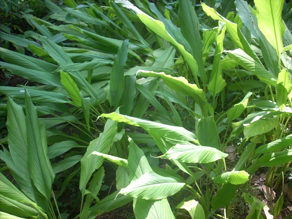 Curcuma longa L.