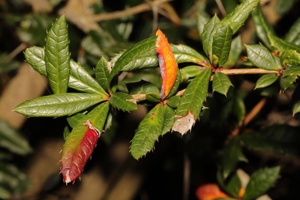 Berberis candidula (C.K.Schneid.) C.K.Schneid.