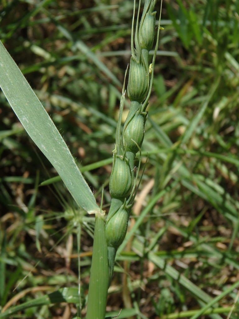 Aegilops ventricosa Tausch