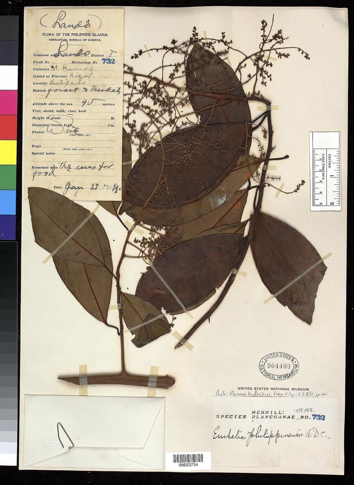 Embelia philippensis A.DC.