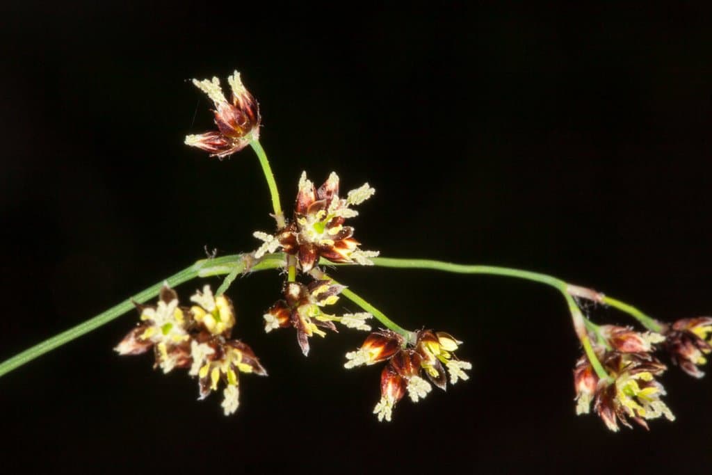 Luzula alpinopilosa (Chaix) Breistr.