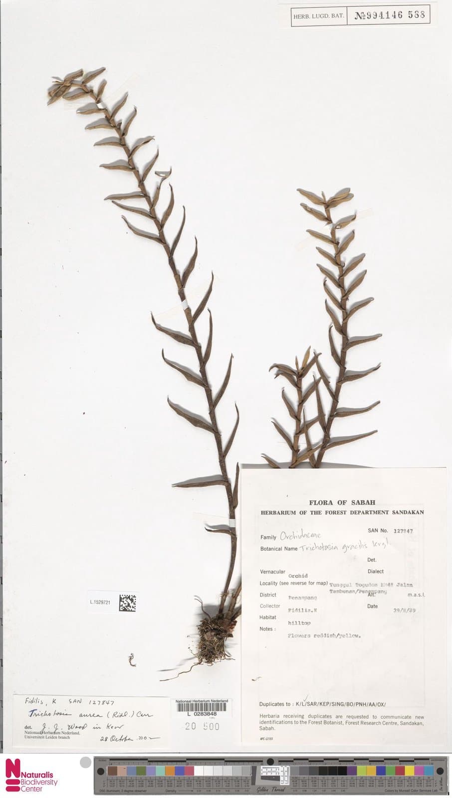 Trichotosia aurea (Ridl.) Carr