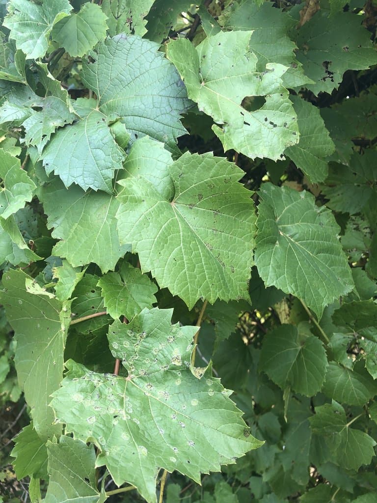 Vitis riparia Michx.