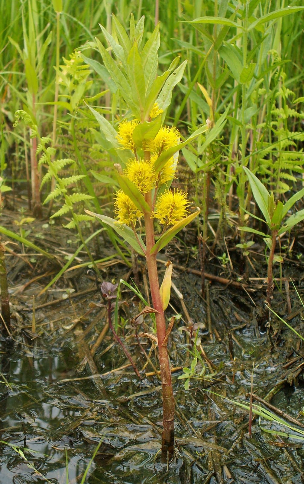 Lysimachia thyrsiflora L.