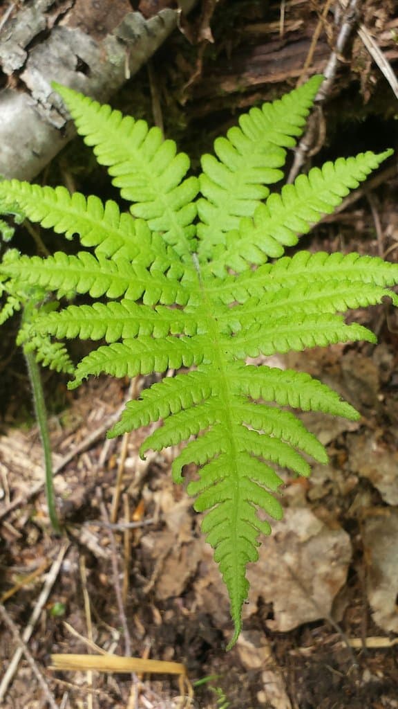 Phegopteris connectilis (Michx.) Watt
