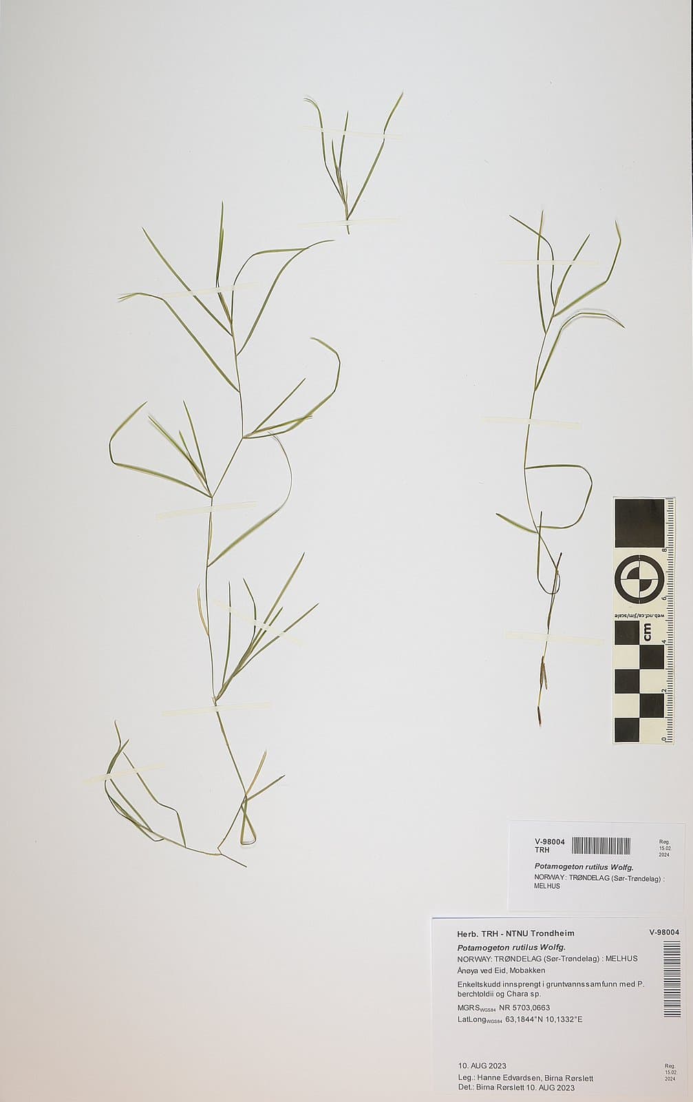 Potamogeton rutilus Wolfg.