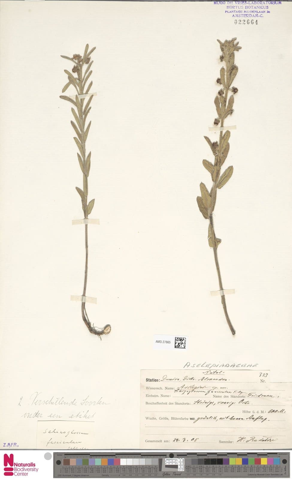 Aspidoglossum fasciculare E.Mey.