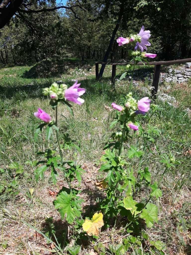 Malva alcea L.
