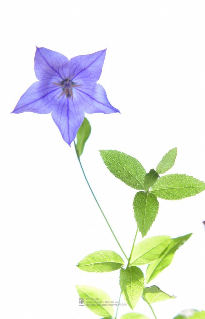 Platycodon grandiflorus (Jacq.) A.DC.