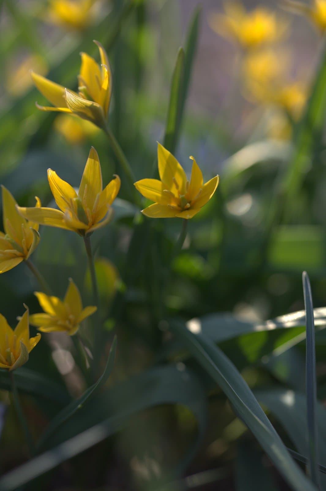 Tulipa hissarica Popov & Vved.