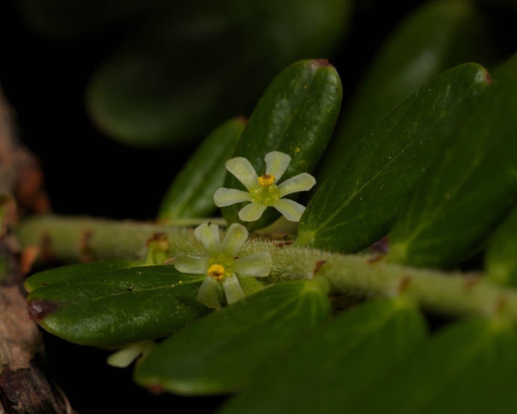 Phyllanthus emblica L.