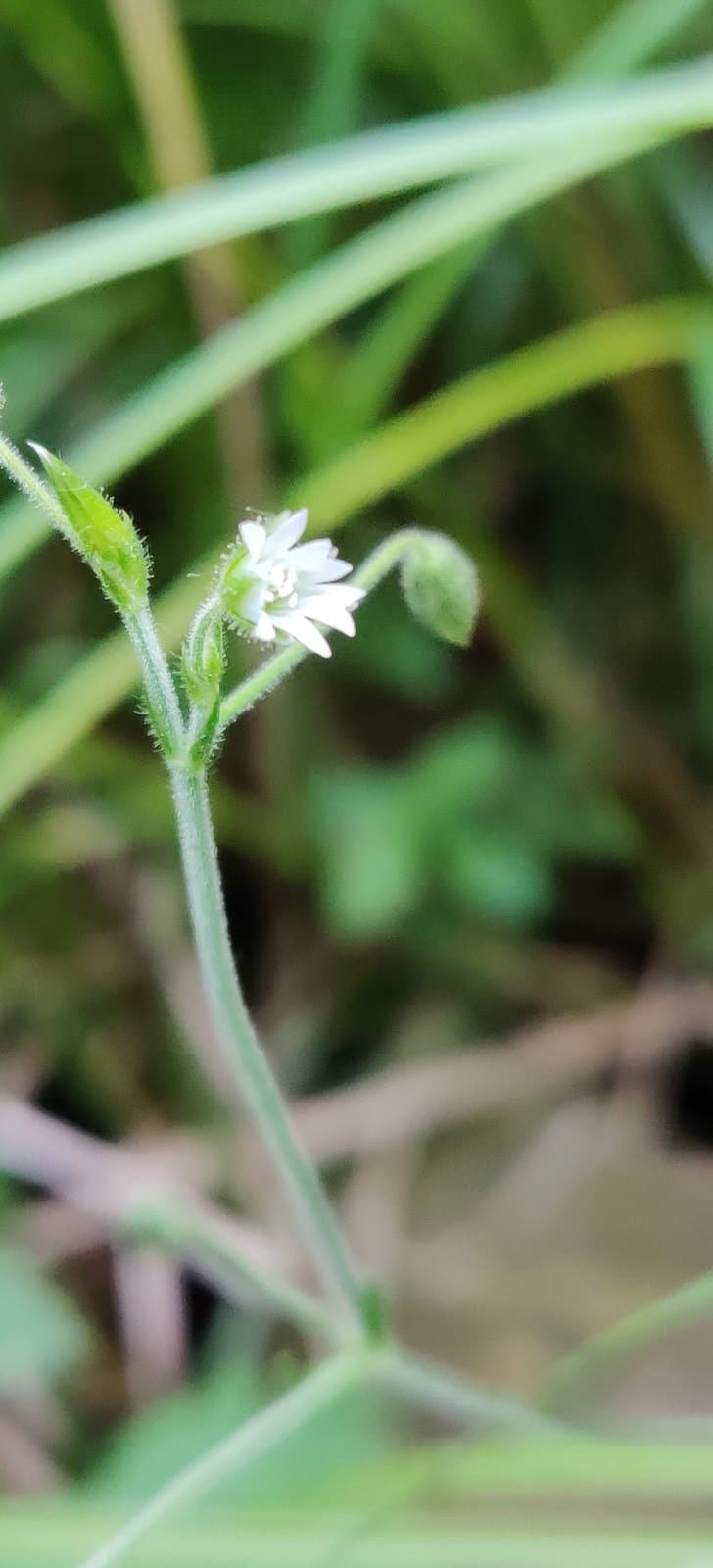 Cerastium lucorum (Schur) Möschl