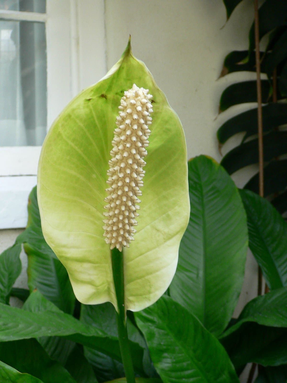 Spathiphyllum floribundum (Linden & André) N.E.Br.