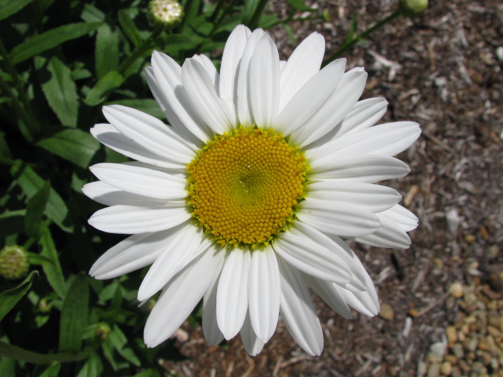 Leucanthemum ×superbum (Bergmans ex J.W.Ingram) D.H.Kent