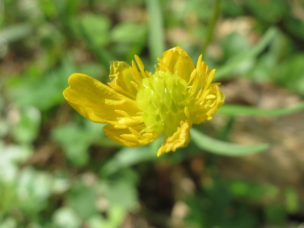 Ranunculus auricomus L.