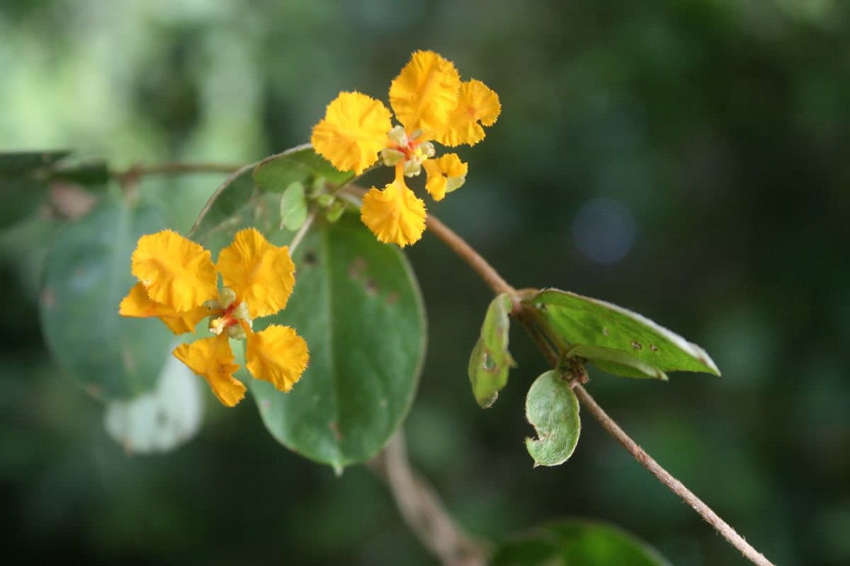 Gaudichaudia albida Cham. & Schltdl.