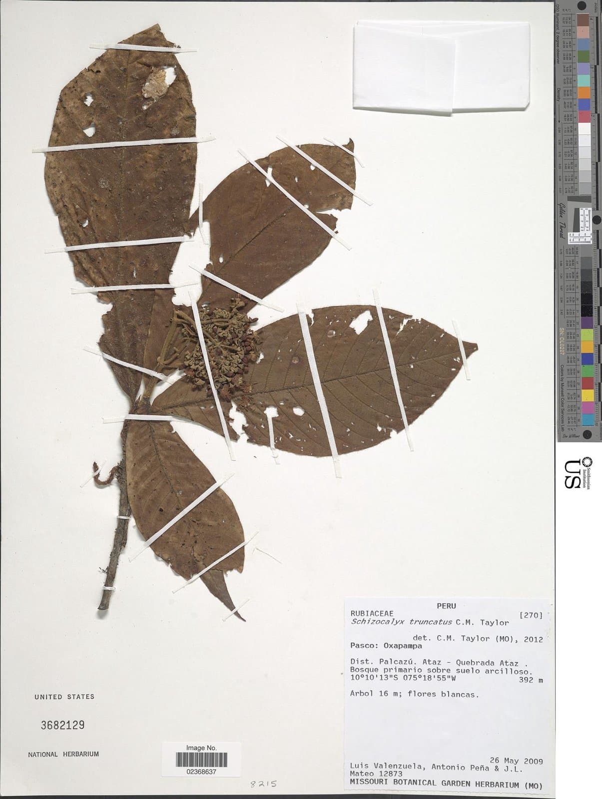 Schizocalyx truncatus C.M.Taylor