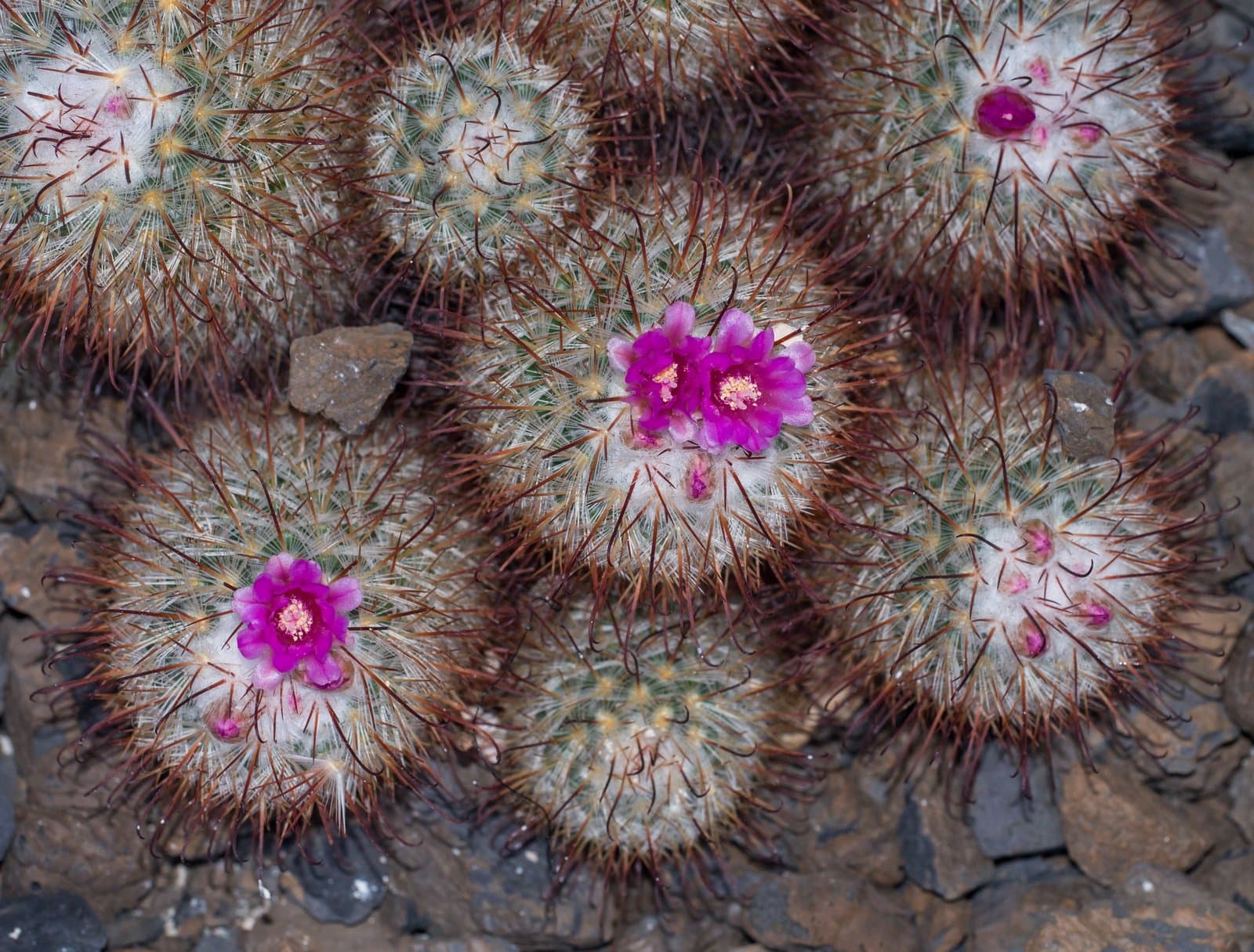 Mammillaria bombycina Quehl