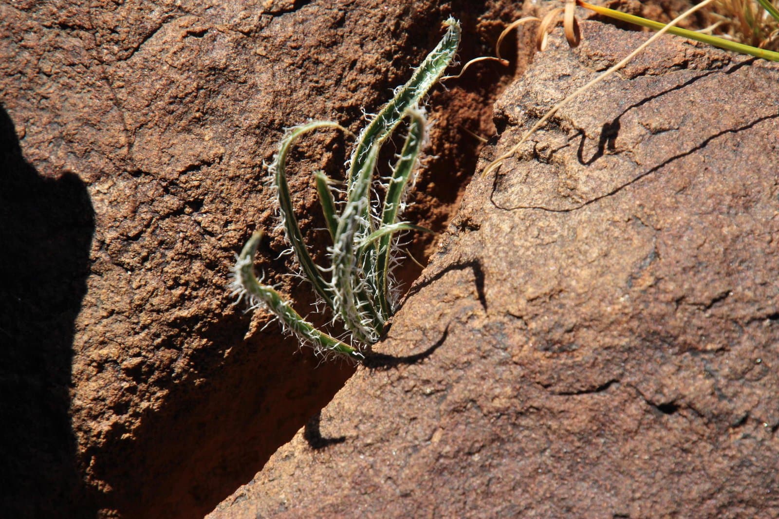 Gethyllis longistyla Bolus