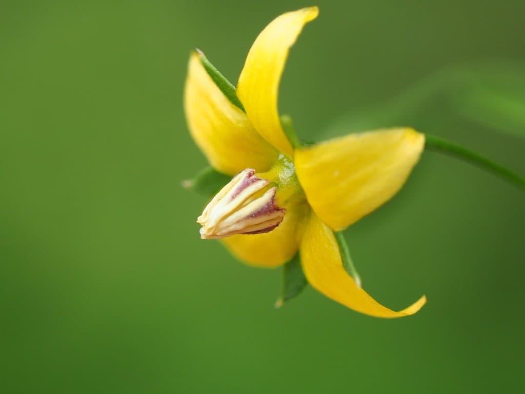 Lysimachia capillipes Hemsl.