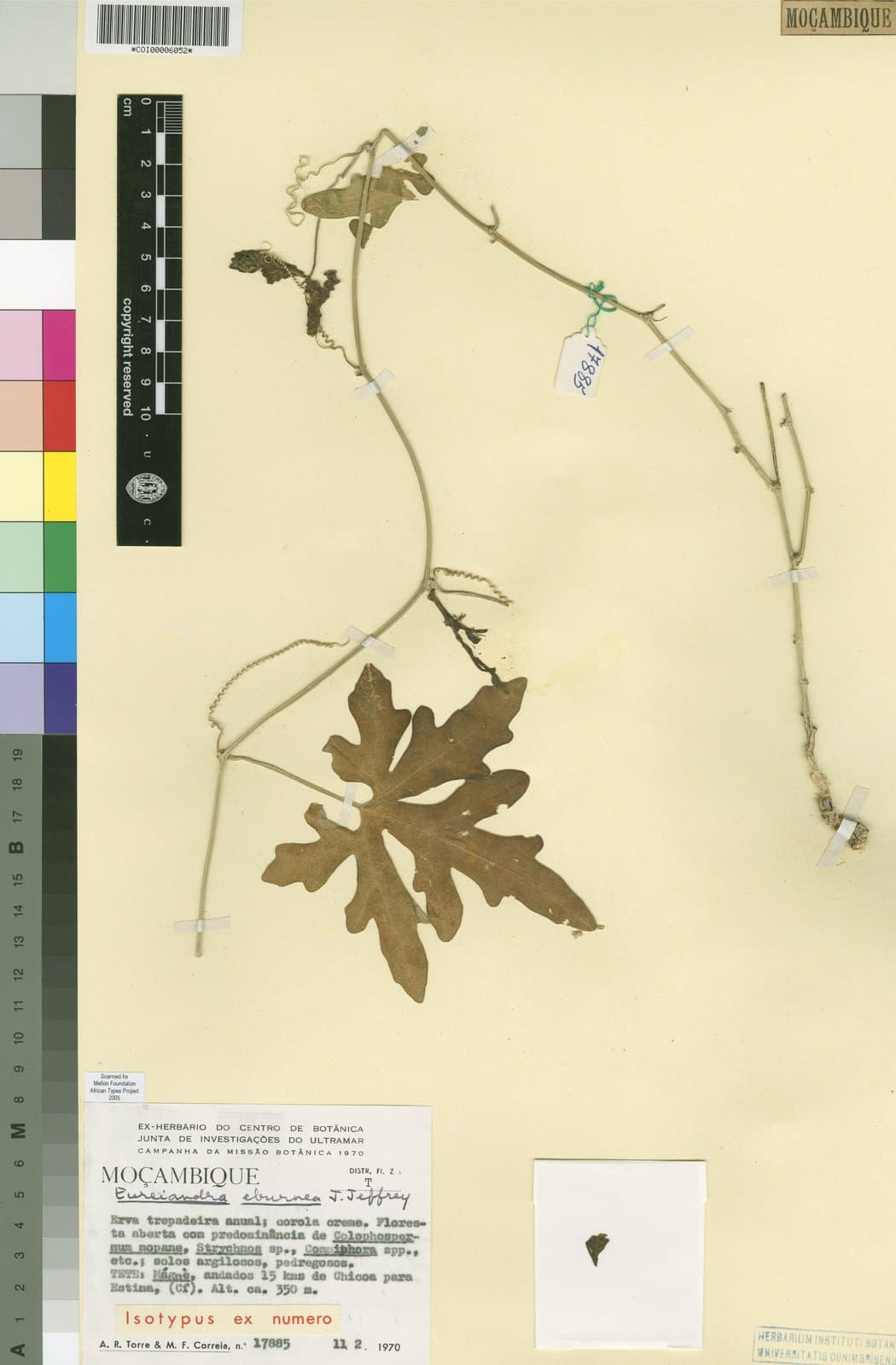 Eureiandra eburnea C.Jeffrey