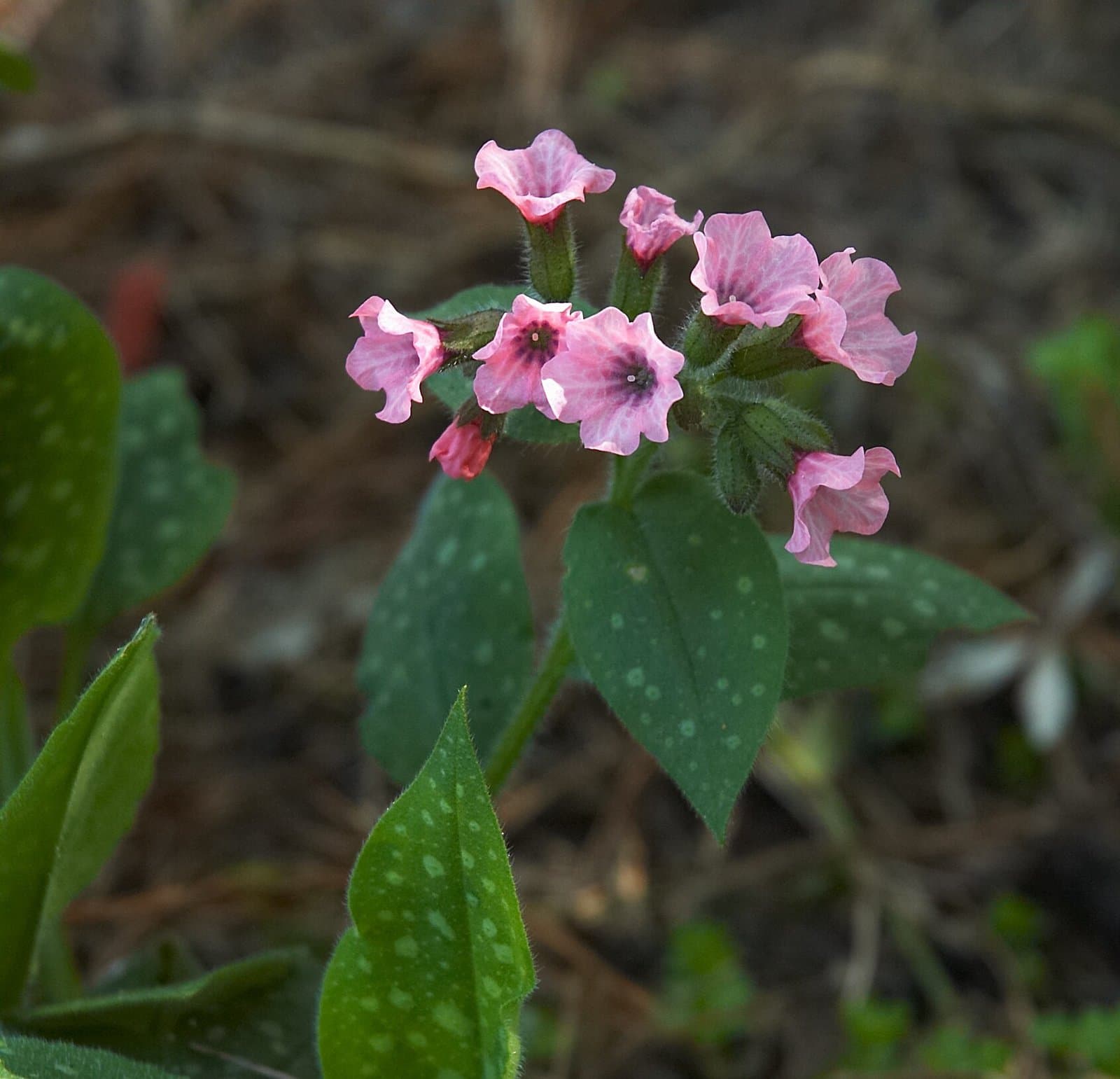 Pulmonaria saccharata Mill.