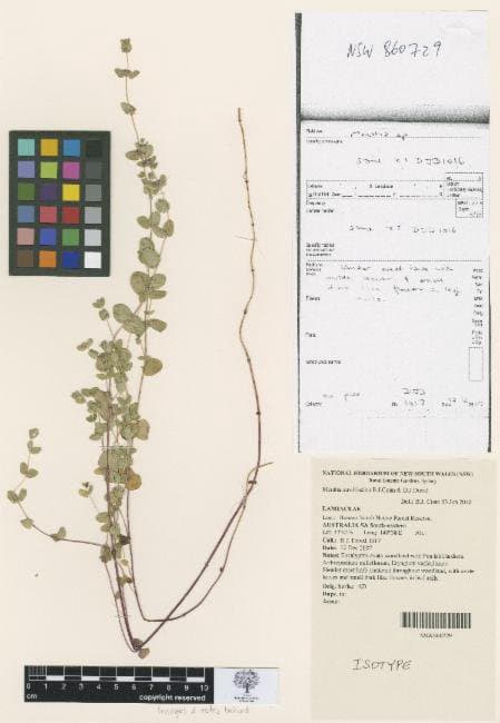 Mentha atrolilacina B.J.Conn & D.J.Duval