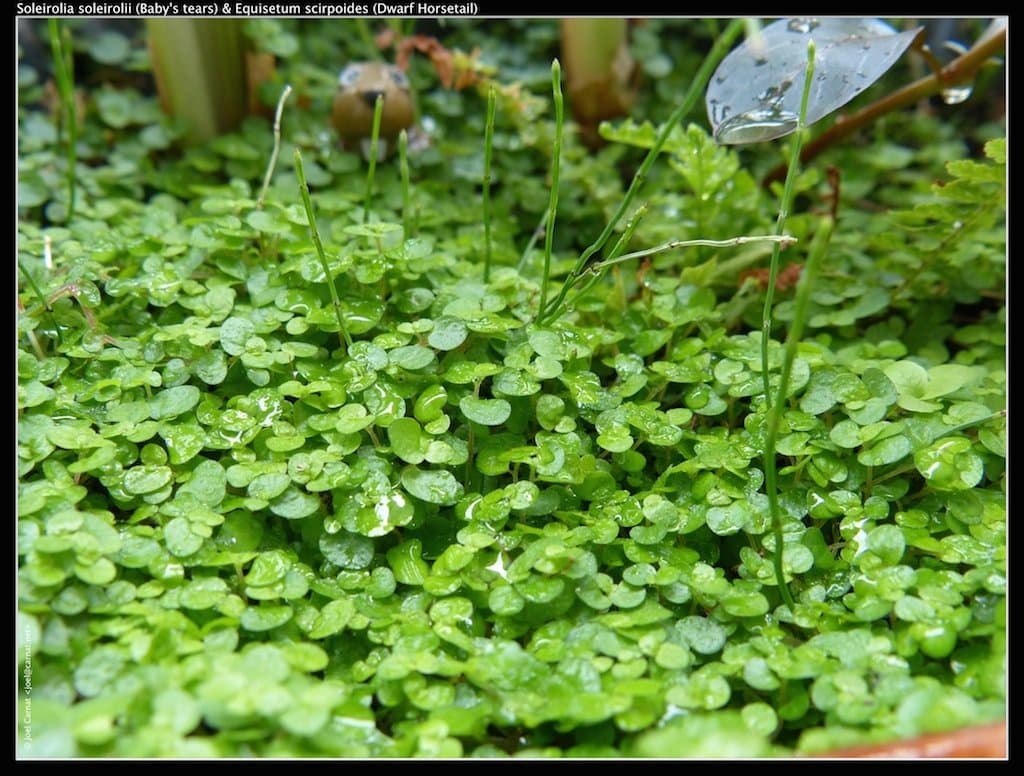 Soleirolia soleirolii (Req.) Dandy