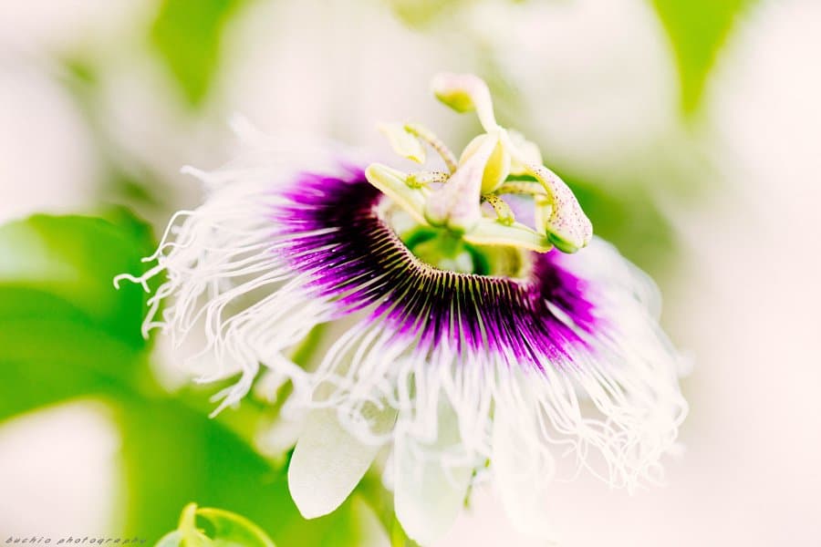 Passiflora edulis Sims
