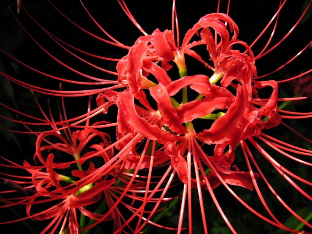 Lycoris radiata (L'Hér.) Herb.