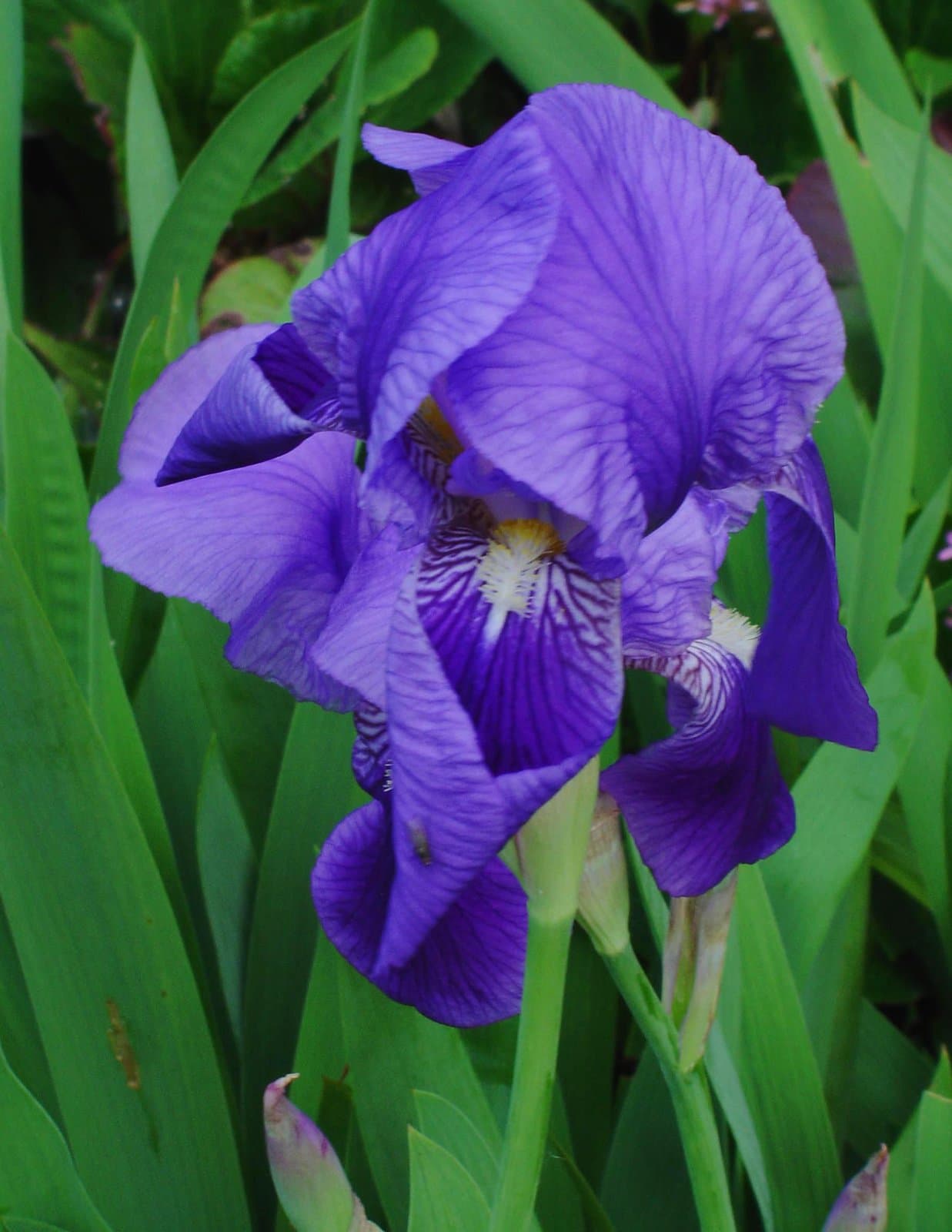 Iris ×germanica L.