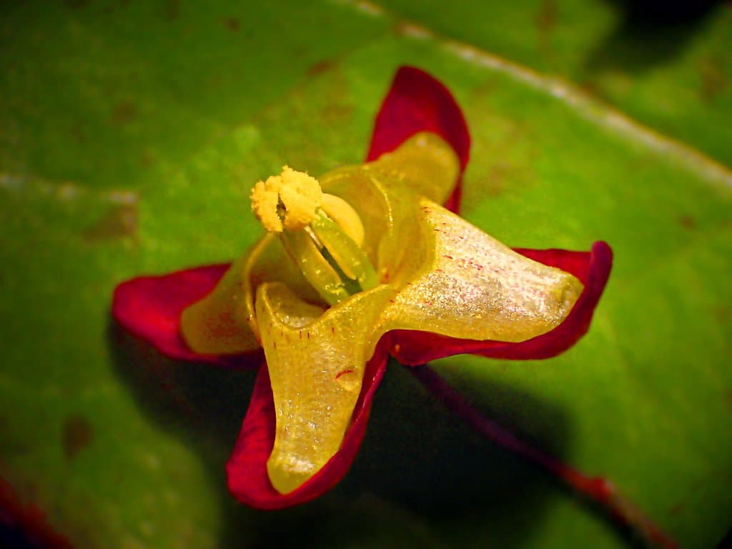 Epimedium alpinum L.
