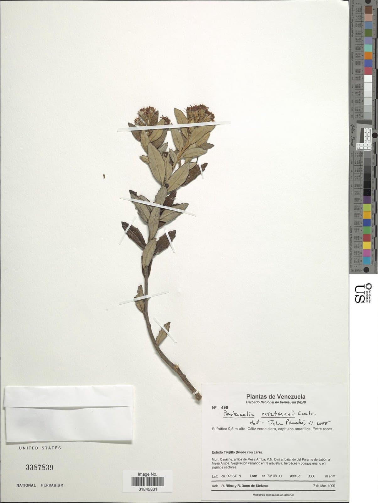 Monticalia ruiteranii (Cuatrec.) C.Jeffrey