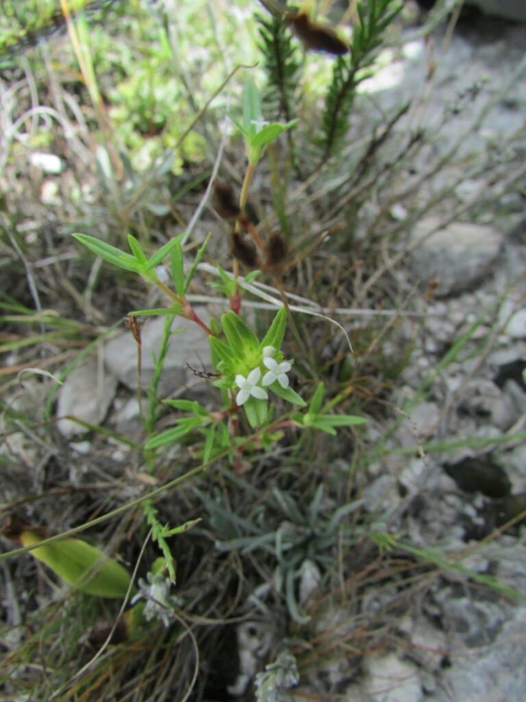 Crusea calcicola Greenm.