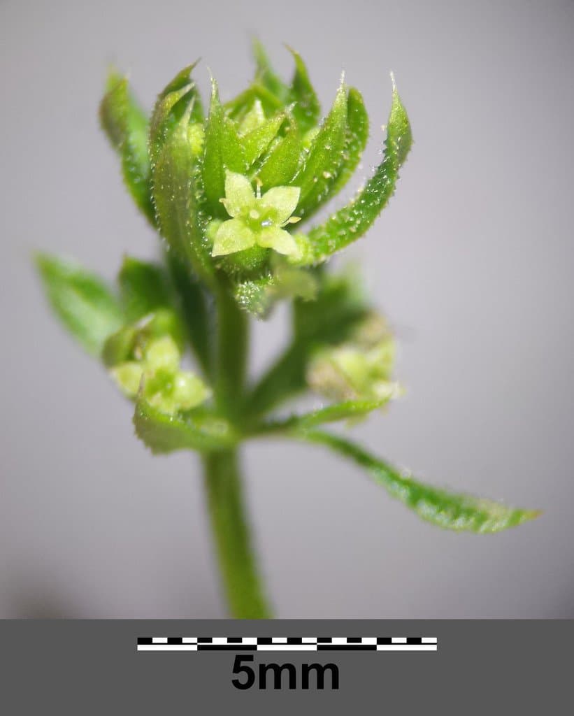 Galium spurium L.