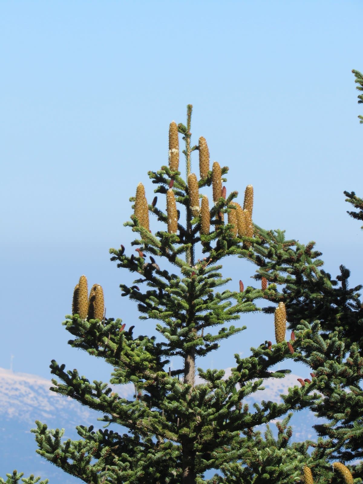 Abies cephalonica Loudon