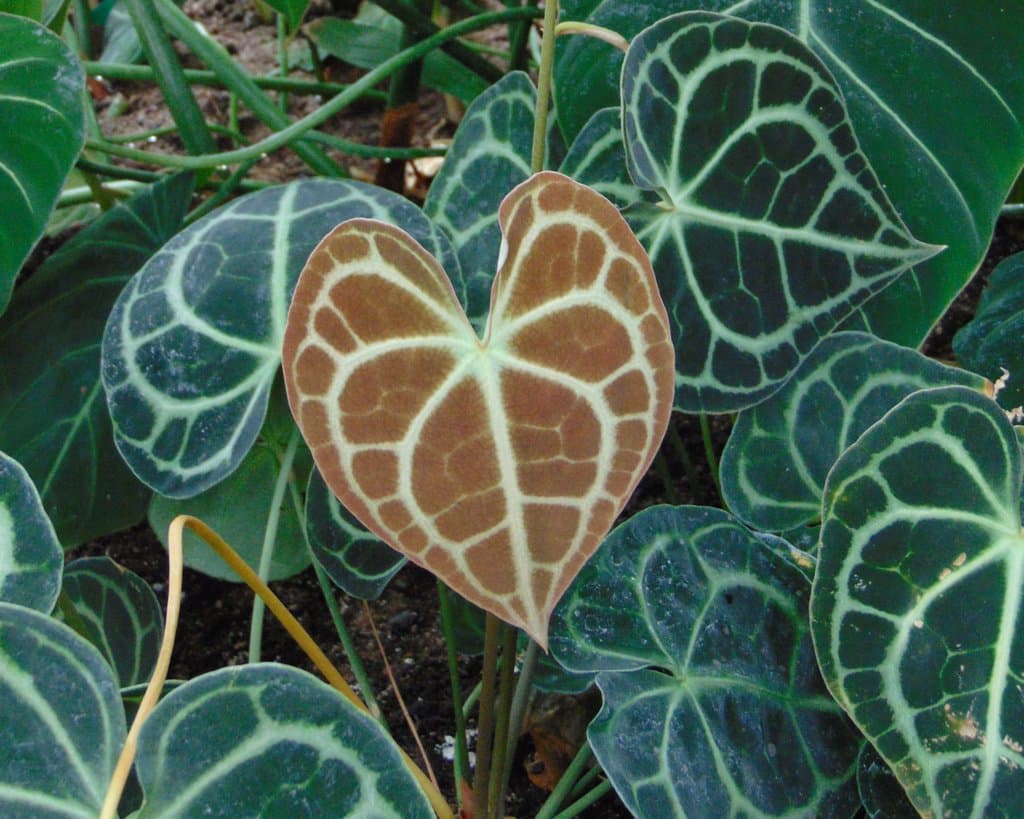 Anthurium clarinervium Matuda