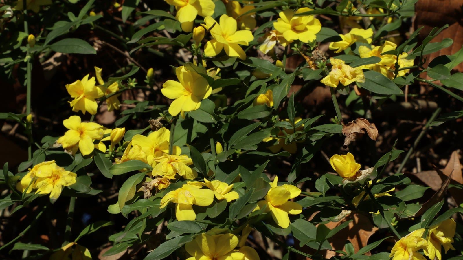 Jasminum nudiflorum Lindl.