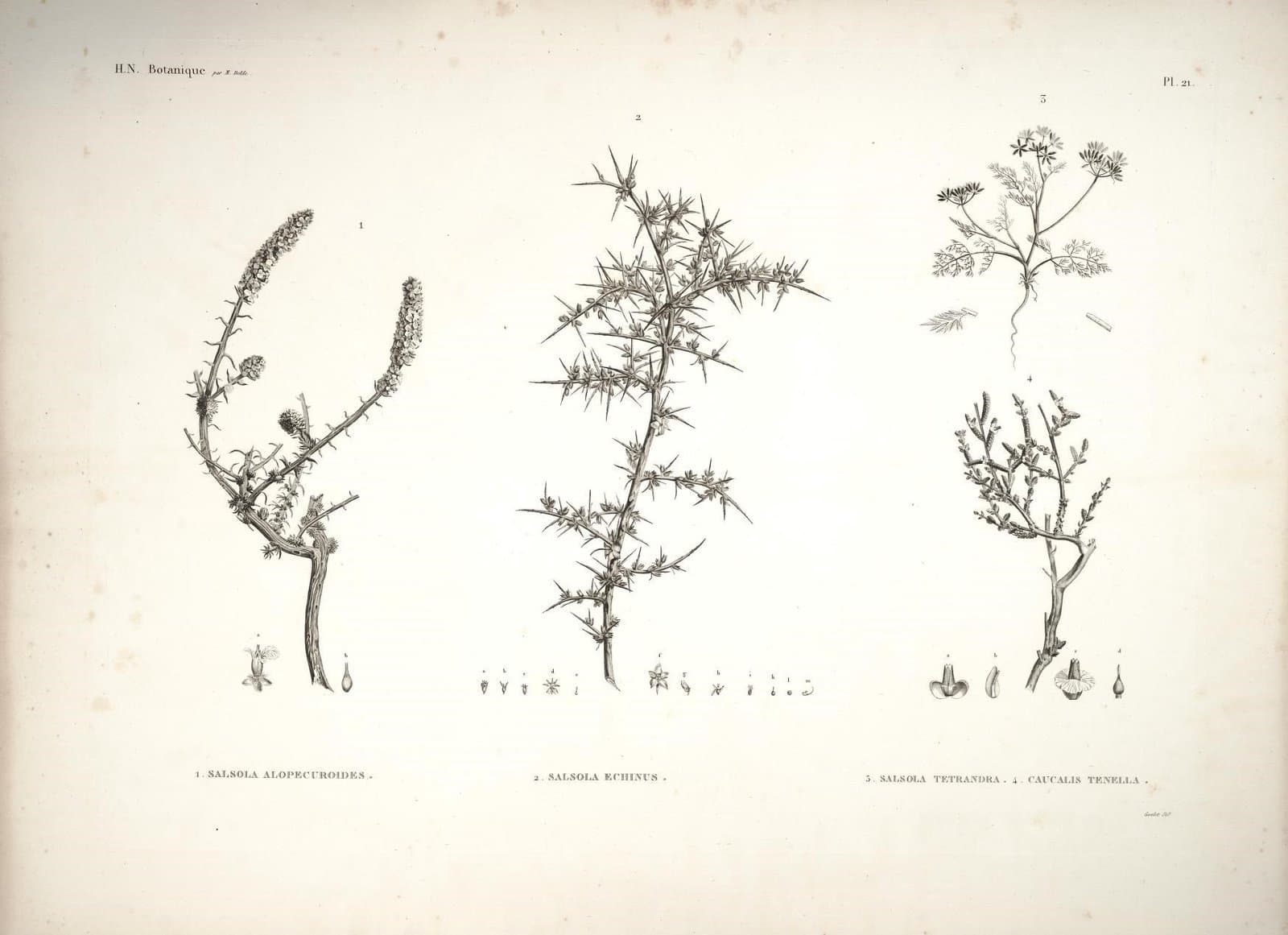 Torilis tenella (Delile) Rchb.fil.