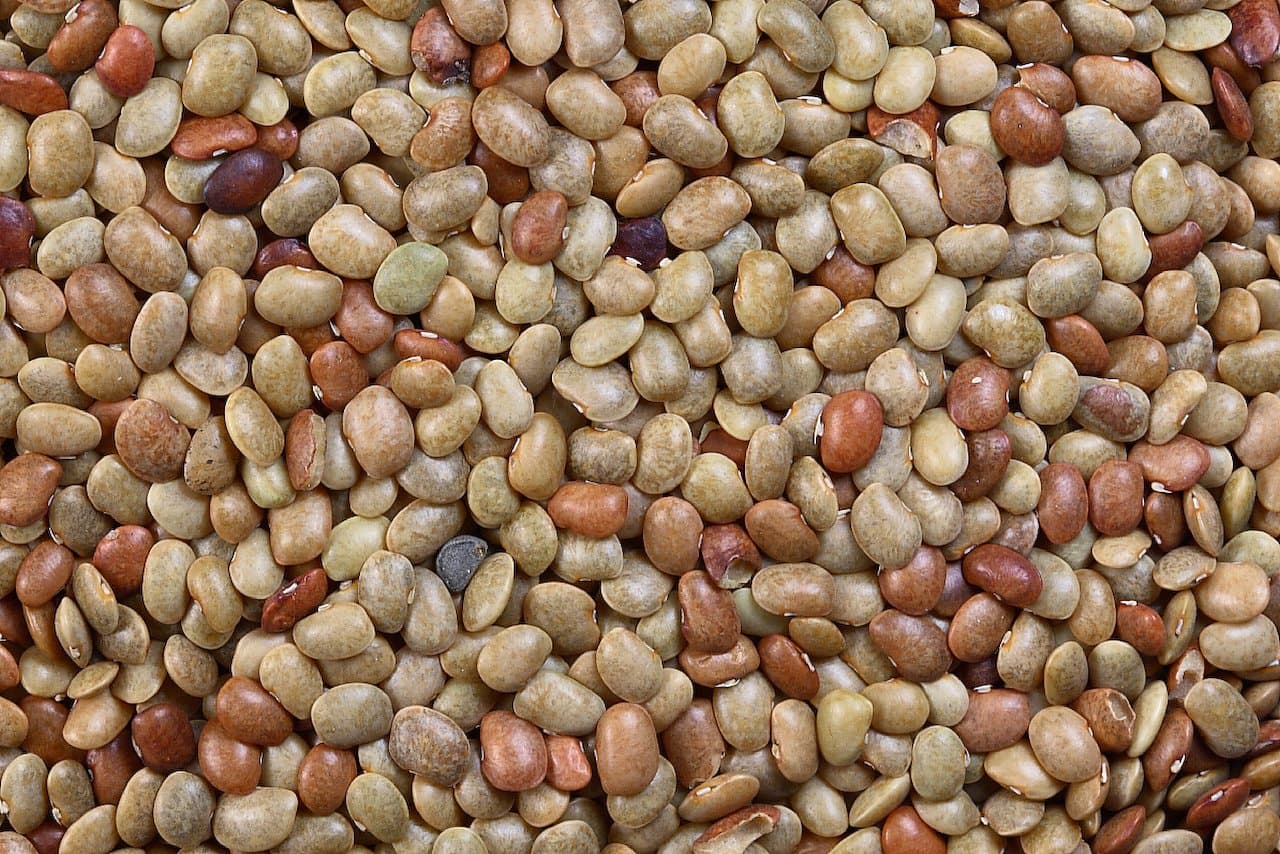 Macrotyloma uniflorum (Lam.) Verdc.