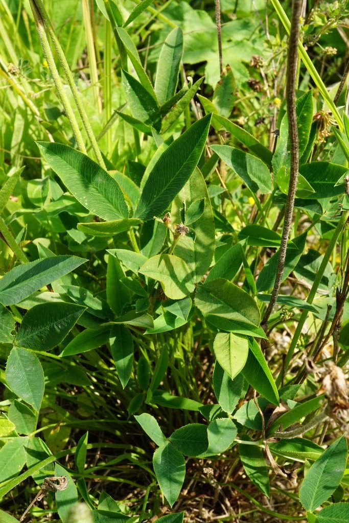 Trifolium montanum L.